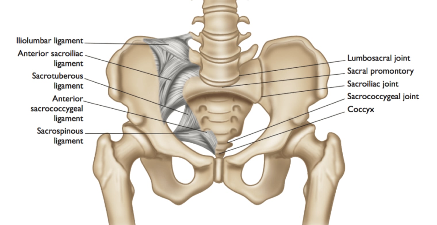 Костный мозг подвздошной кости. Крестцово-подвздошный отдел позвоночника. Крестец и подвздошная кость.