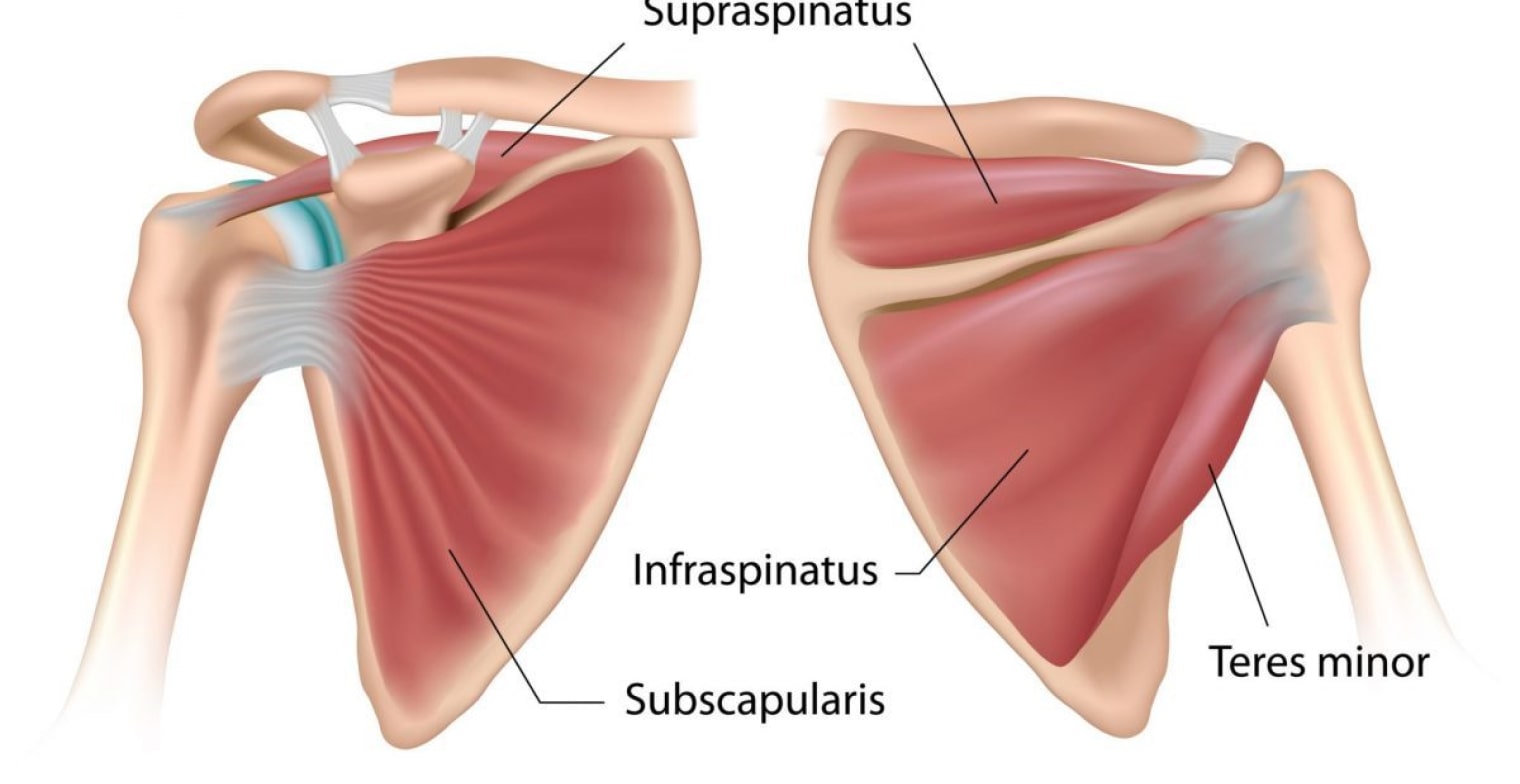 What are Rotator Cuff Injuries?